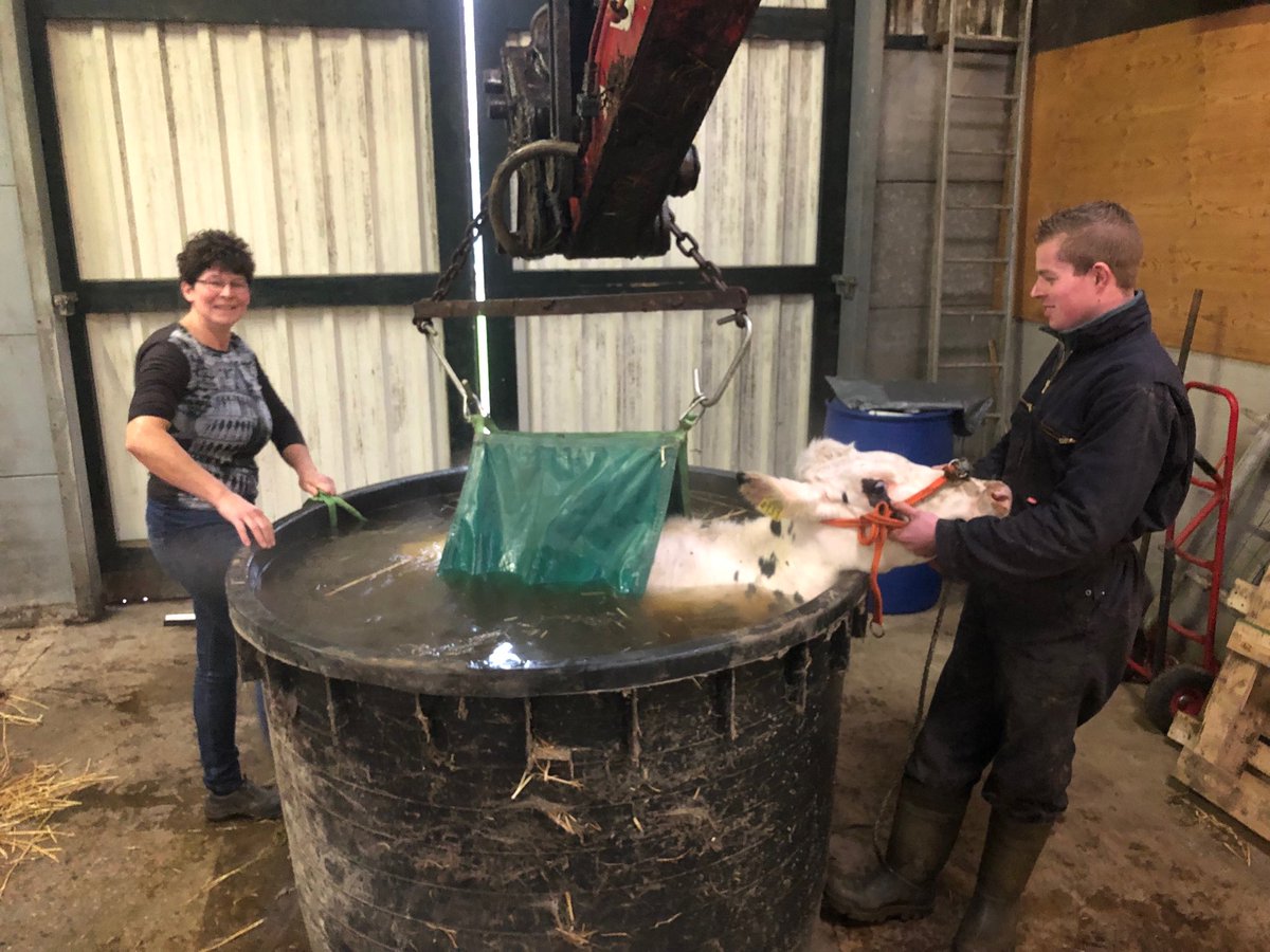 Even badderen om de spieren weer soepel te krijgen. #BoerenHoudenVanDieren