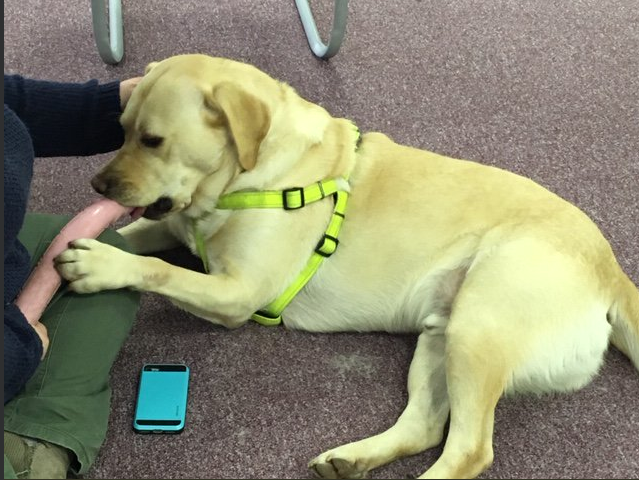 UniOfGalwayLib's tweet photo. Looking forward to having Max  #dogtherapy back with us today 12.30-2pm @nuiglibrary foyer #WonderfulWednesdays https://t.co/l8WFvc3ews