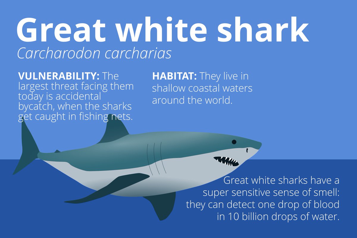 <a href="/helenarney/">Helen Arney</a> and <a href="/MattHighton/">Matthew Highton</a> killing it with top-knowledge (🧠) on their #uglyanimals. The illustrations may be redundant now - but having made them - I WILL post them!