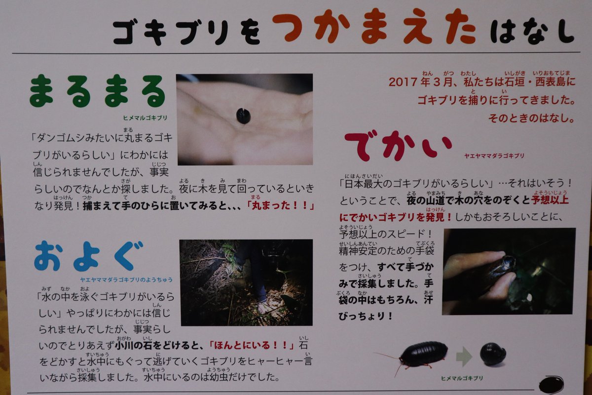 塩ら めん Pa Twitter 世界で一番重いゴキブリ ヨロイモグラゴキブリ 土中に生息しており 子育てをするそうです ゴキブリとは思えない生活をしていますね Ryukon ゴキブリ展g T Co Exd5billxv Twitter