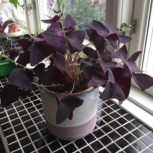 Lone71's tweet photo. Ny #plante. Har glemt navnet dog men smuk - new #houseplants #houseplantsofinstagram #stueplanter #grønnefingre #indretning #oxalistriangularis https://t.co/pGawZIrttS https://t.co/xz4sXvWKLH