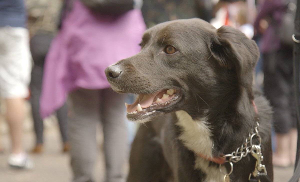 durhamgalafilm's tweet photo. Just some of the magnificent hounds that attended last year's @DurhamGala! #DogsOfDurham #TheBigMeeting https://t.co/Y22W5un8jY