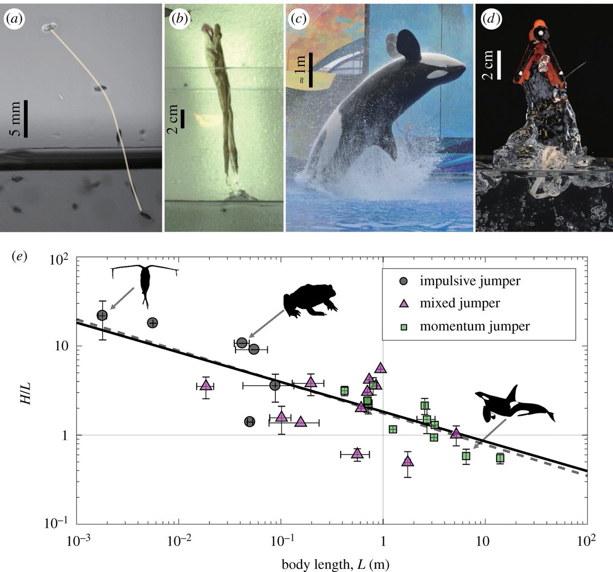 RSocPublishing's tweet photo. Jumping dynamics of aquatic animals — #Interface authors Chang et al. are elucidating the physical conditions required for an animal to jump out of water https://t.co/3qUsD3sCJe #BSW19 https://t.co/pPO1FkGM4M