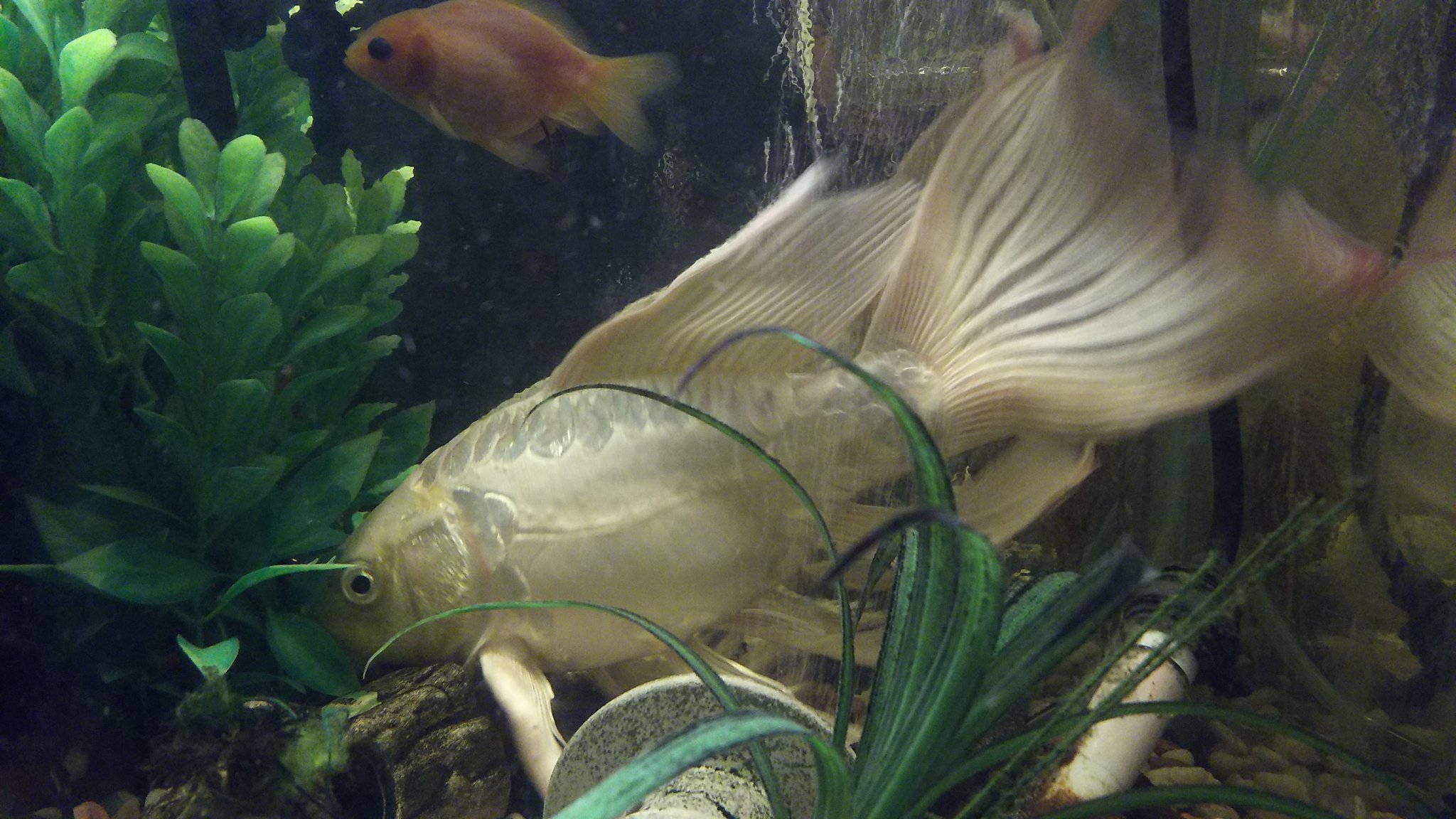 京 熱帯魚 アクアリウム 金魚水槽の中にいる鯉のヒレがカッコいいからみんな見て T Co Jovq3q9ih5 Twitter