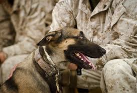 Happy #NationalK9VeteransDay 🐕 🐾🐾