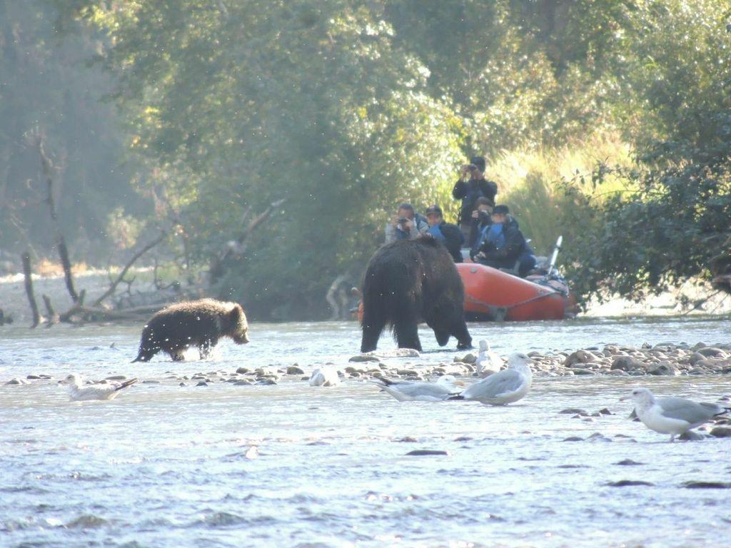 YohoAdventures's tweet photo. "Bear Tours are limited per daily volume, the number of boats allowed on the river, times of day, and tour operator qualifications." https://t.co/J7YypjjPR9 #grizzly bear #photography #nature photography #BC #wildlife photography #wilderness #BritishColumbia #bear #Blog #River https://t.co/r7gQkSeqx9