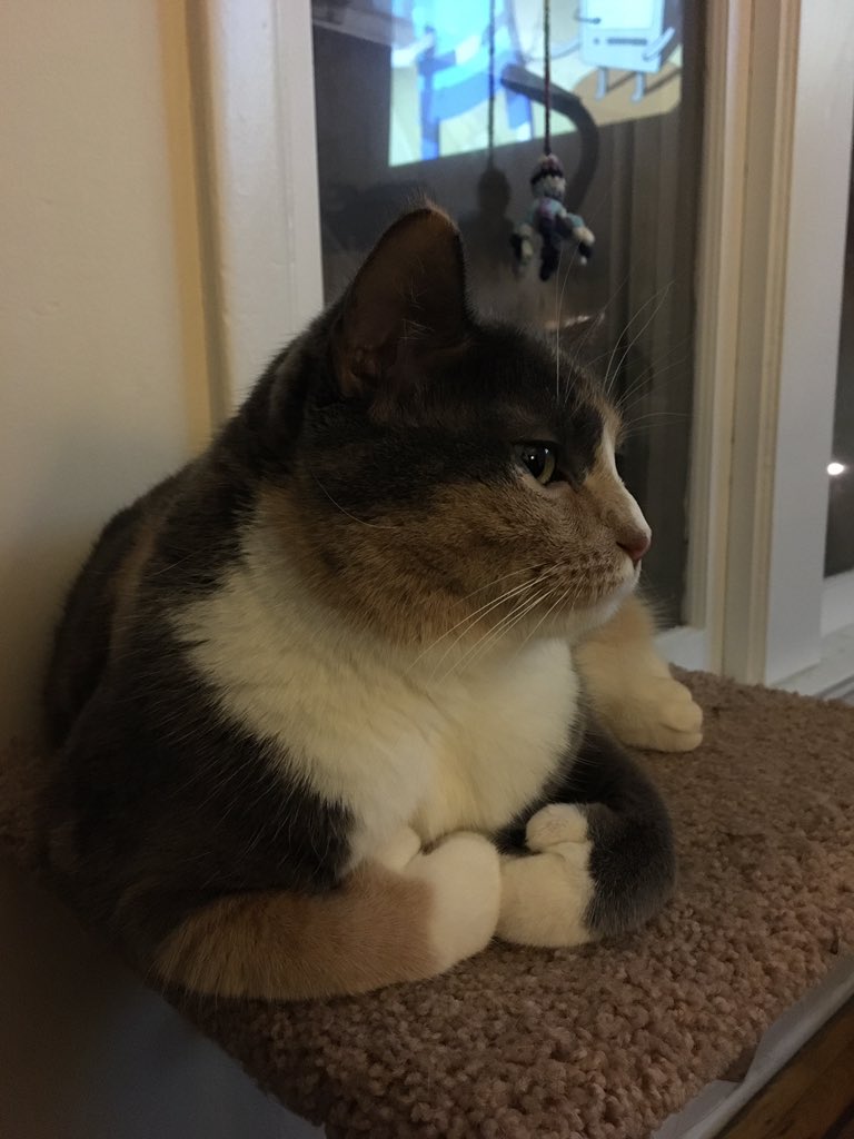 reginamint's tweet photo. @MoonPie https://t.co/tf3G0S81lo