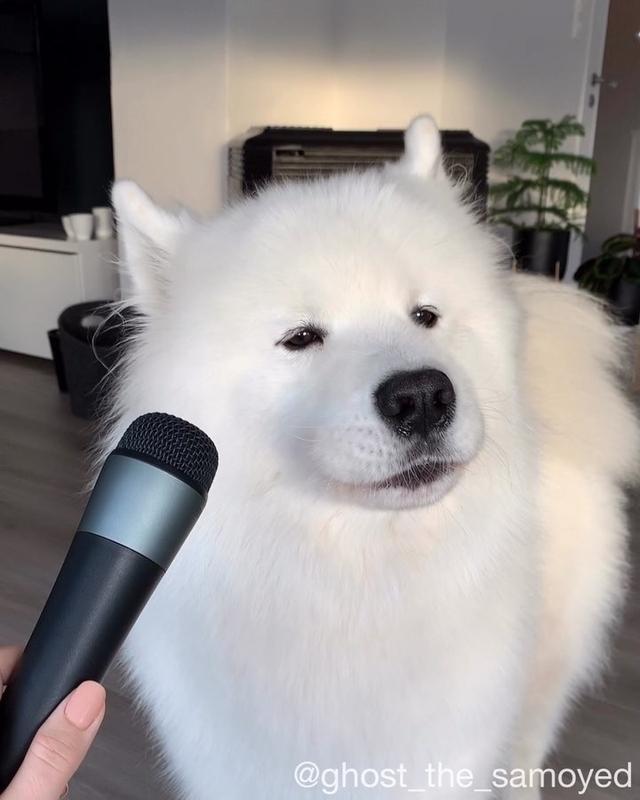 TopBuzzBrasil's tweet photo. Samoieda “cãotora” é superfofa e tem mais seguidores no Instagram que você! @MegaCurioso https://t.co/H9hhmSVlSQ https://t.co/oyHMSWF9ao