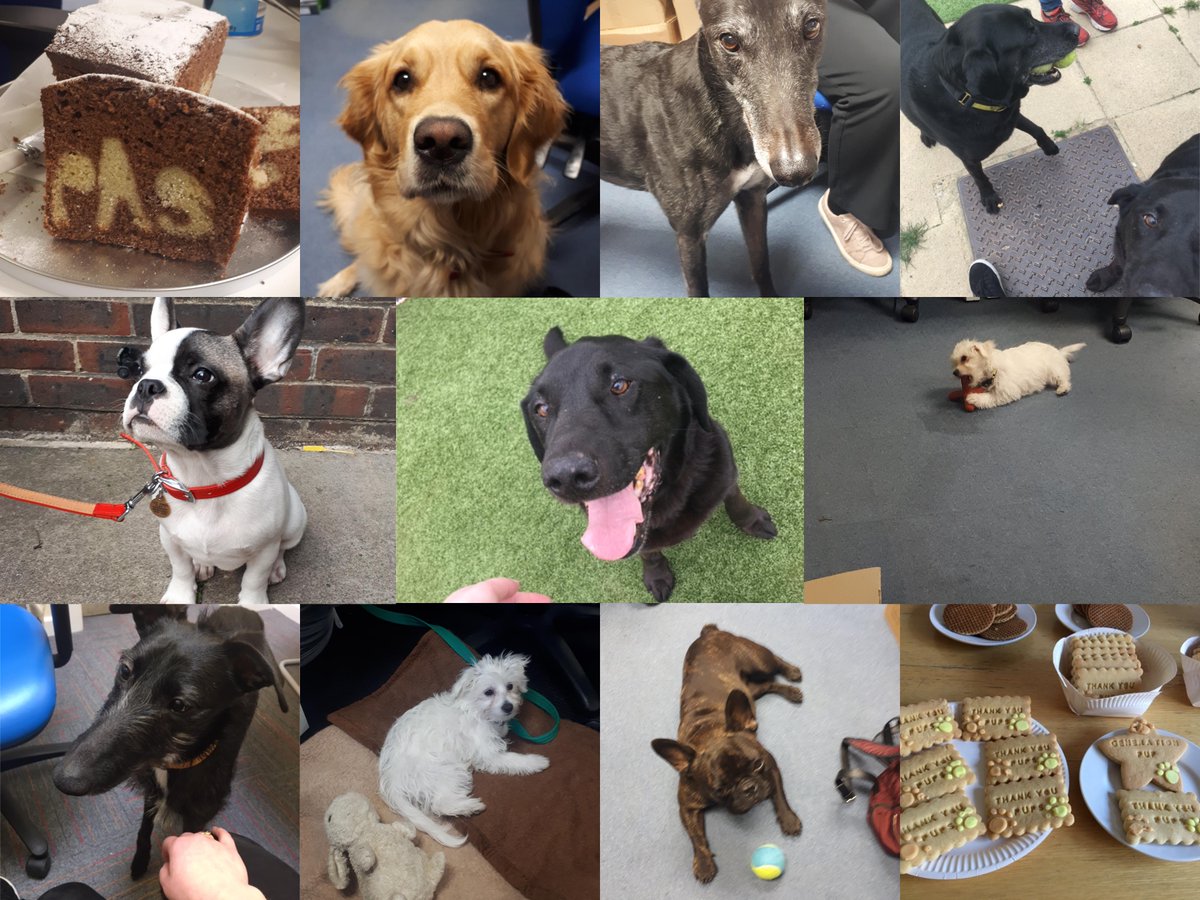 It's been 1 year since I joined <a href="/DogsTrust/">Dogs Trust 💛🐶</a>'s amazing research team! Lots more dogs and project-related snacks please #happy #ilovemyjob <a href="/GenerationPup/">Generation Pup</a>