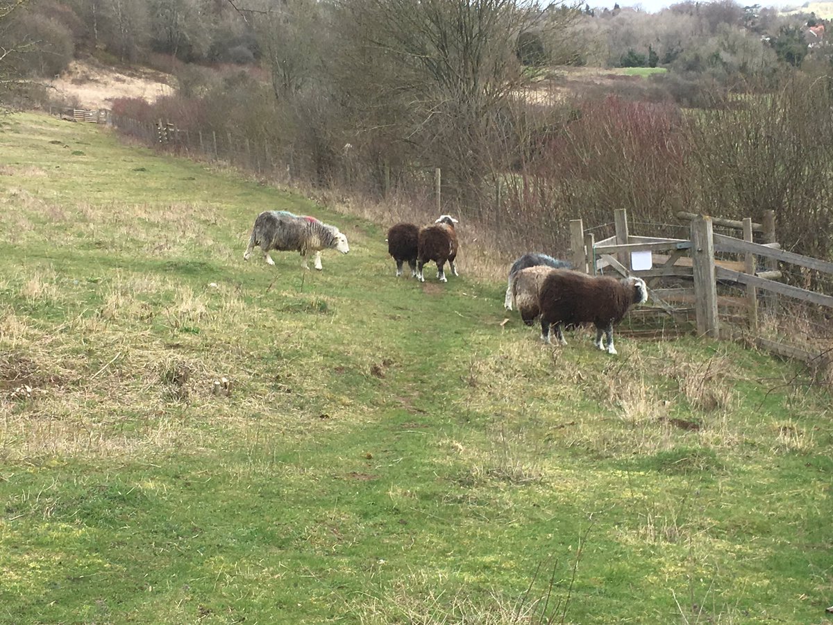Downlandslivestock On Twitter The Sheep Have Returned To