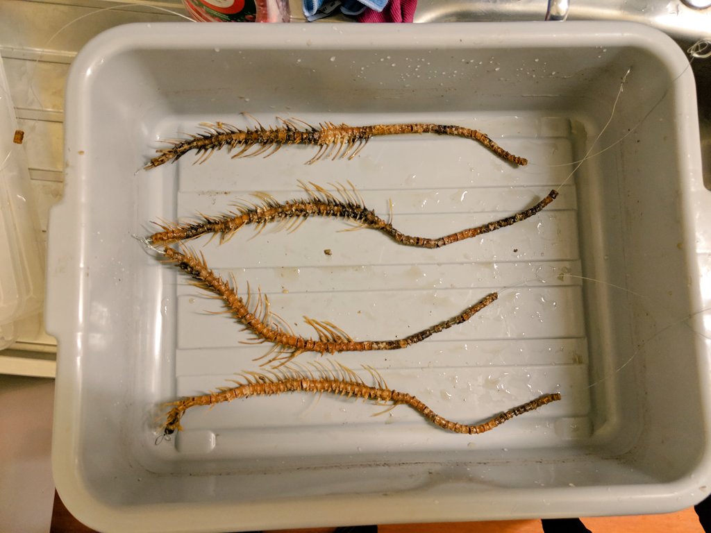 archaeoMarghe's tweet photo. Chum update: managed to wire the spines together to keep the vertebrae in correct anatomical order. They are now soaking in hot water to get rid of the initial "dirt" https://t.co/Z9u7JBW2Ad