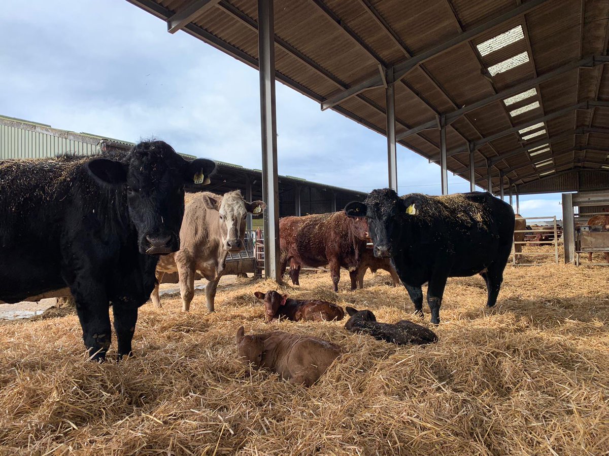 Mums overlooking their new calves which have just arrived at the Farm! 

#cattle #calves #FGSAgri #farming #farm365 #farmlife #cowsofinstagram #newcalves