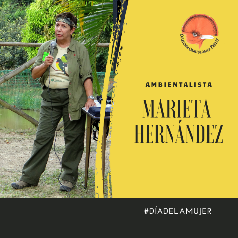 FundacionPhelps's tweet photo. Marieta Hernández, observadora de aves y motor imparable de los Programas de la Coordinación de Educación Ambiental de la Sociedad Conservacionista Audubon de Venezuela para niños, docentes y aviturismo. #EllaCuentaSuHistoria https://t.co/yGamhysV8Z https://t.co/wSHKigO0wz