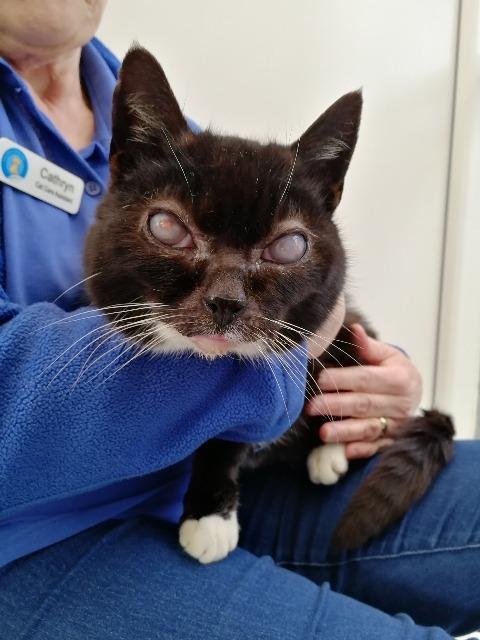 Yorkscatrescue's tweet image. Sylvia needs you to help save her eyes :( Please donate and share so we can try and save at least one so she doesn't lose her eyesight completely! yorkshirecatrescue.org/appeal/sylvia  #appeal #donate #cats #rescue #AdoptDontShop