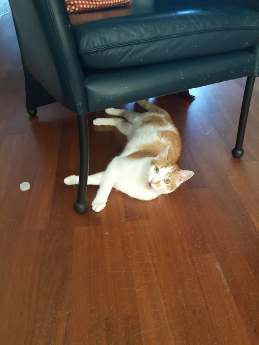 Wij zoeken een liefdevol huis voor deze kat van onze Nelleke Wuurman. De kat is gecastreerd en ingeënt. Mandje, kattenbak en voer aanwezig. 

Interesse? Stuur een bericht.