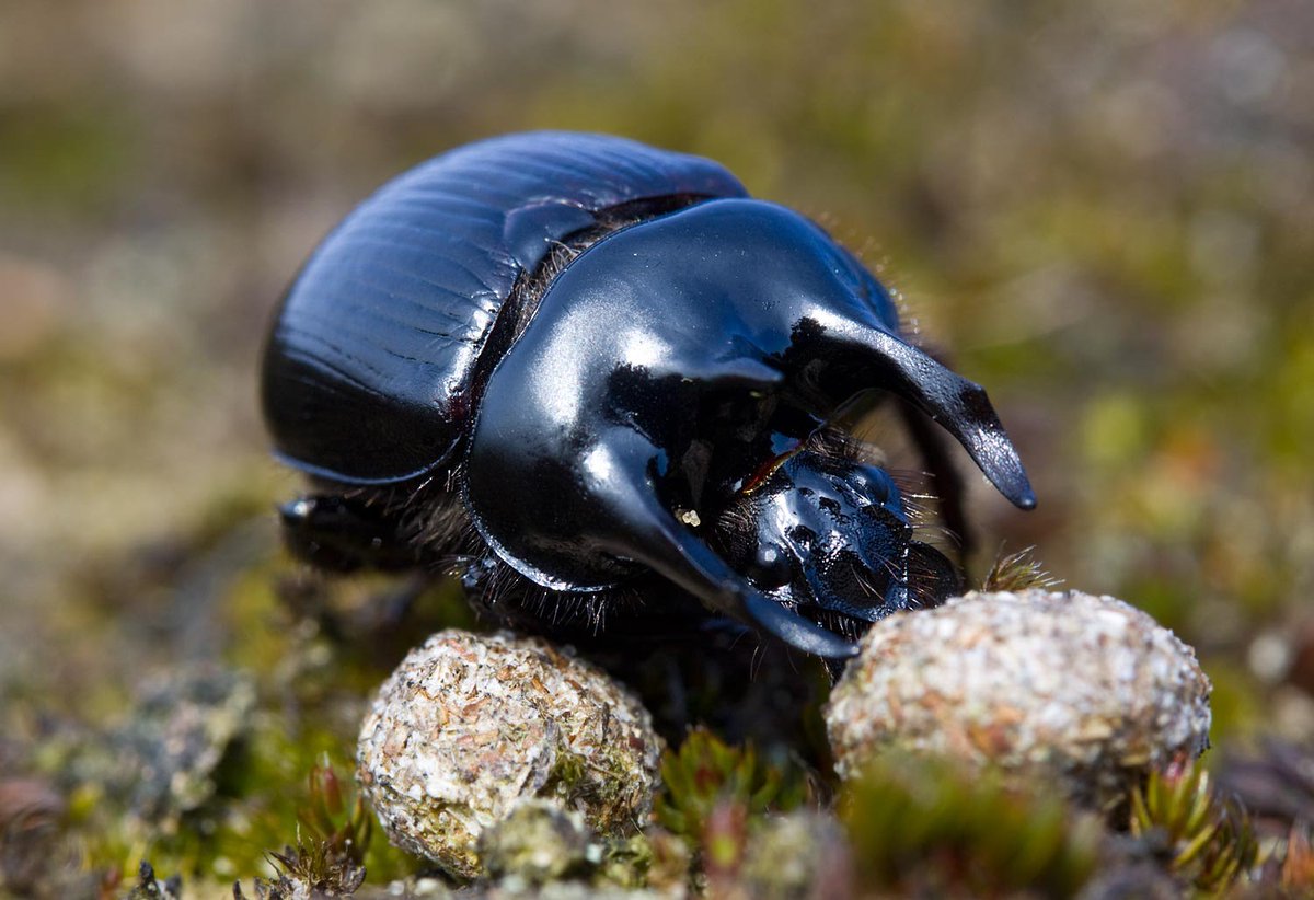 E_van_den_Ham's tweet photo. "Want insecten zijn de conciërges, de schoonmakers, de afvalverwerkers zonder wie geen proces op aarde goed verlopen zou. Een leefbare planeet is: #Planten, #Insecten en #Microben, plus wat #Schimmels. De rest is extra."
Bron: tekst @decorrespondent https://t.co/nWggVSCt50