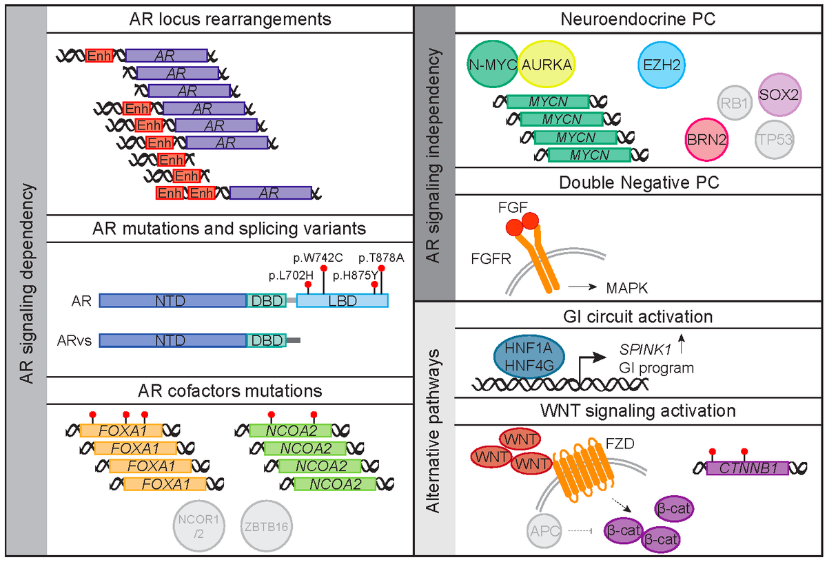 Francesca Demichelis (@francescabzny) on Twitter photo Mini-review on the Evolution of the #prostatecancer genome towards
resistance by Francesca Lorenzin <a href="/FraLo05/">Francesca Lorenzin</a> <a href="/CIBIO_UniTrento/">CIBIO - UniTrento</a> in the Journal of Translational Genetics and Genomics jtggjournal.com/article/view/2… Mini-review on the Evolution of the #prostatecancer genome towards
resistance by Francesca Lorenzin <a href="/FraLo05/">Francesca Lorenzin</a> <a href="/CIBIO_UniTrento/">CIBIO - UniTrento</a> in the Journal of Translational Genetics and Genomics jtggjournal.com/article/view/2…