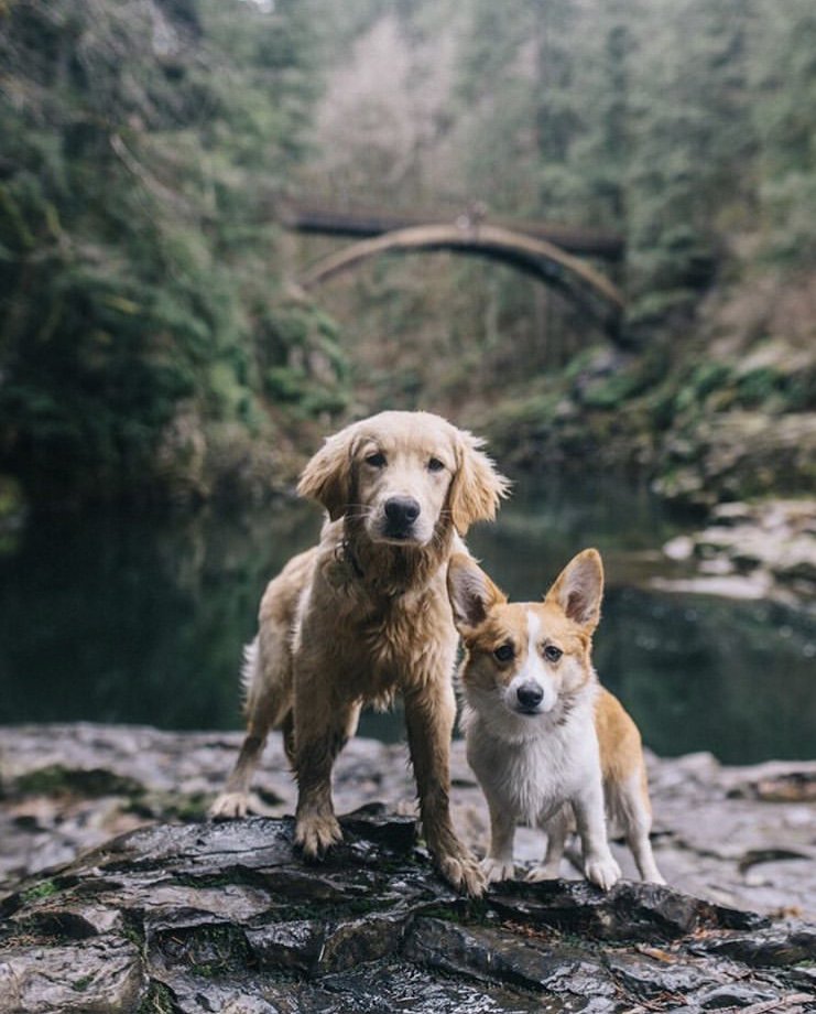 Dog__360's tweet photo. 🐾 Tag a friend who would enjoy this 📸 Ig @littlepnwpups • • 📦 Save 10% off your next order with promo code “POOCH360” ➡️https://t.co/lqYMmaqpjW #dog360 https://t.co/UL6DQwbLc8