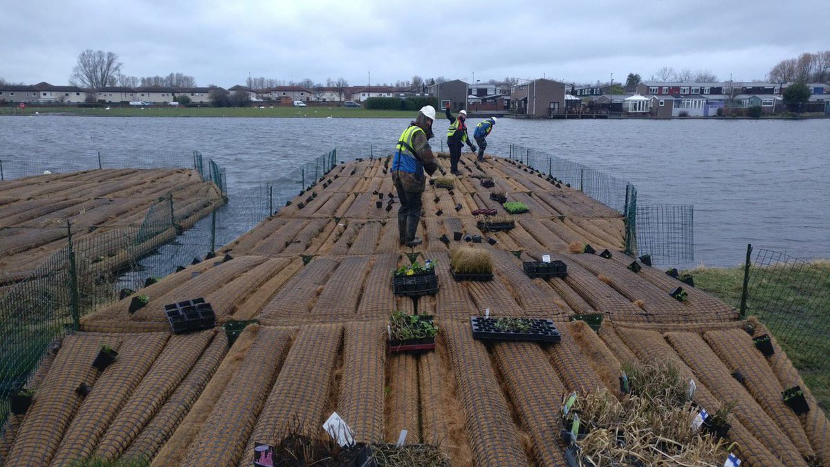BiomatrixWater's tweet photo. #Stormgareth gives the heavy-duty anchoring a good test as we launch an archipelago of new #floatingecosystems at Killingworth Lake #Newcastle this week. Thanks to @NorthumbrianH2O , ESH Construction, @Stantec @NTCouncilTeam and @EnvAgency. Drone photography by Wally Gargett. https://t.co/Jv2aqrE1jA