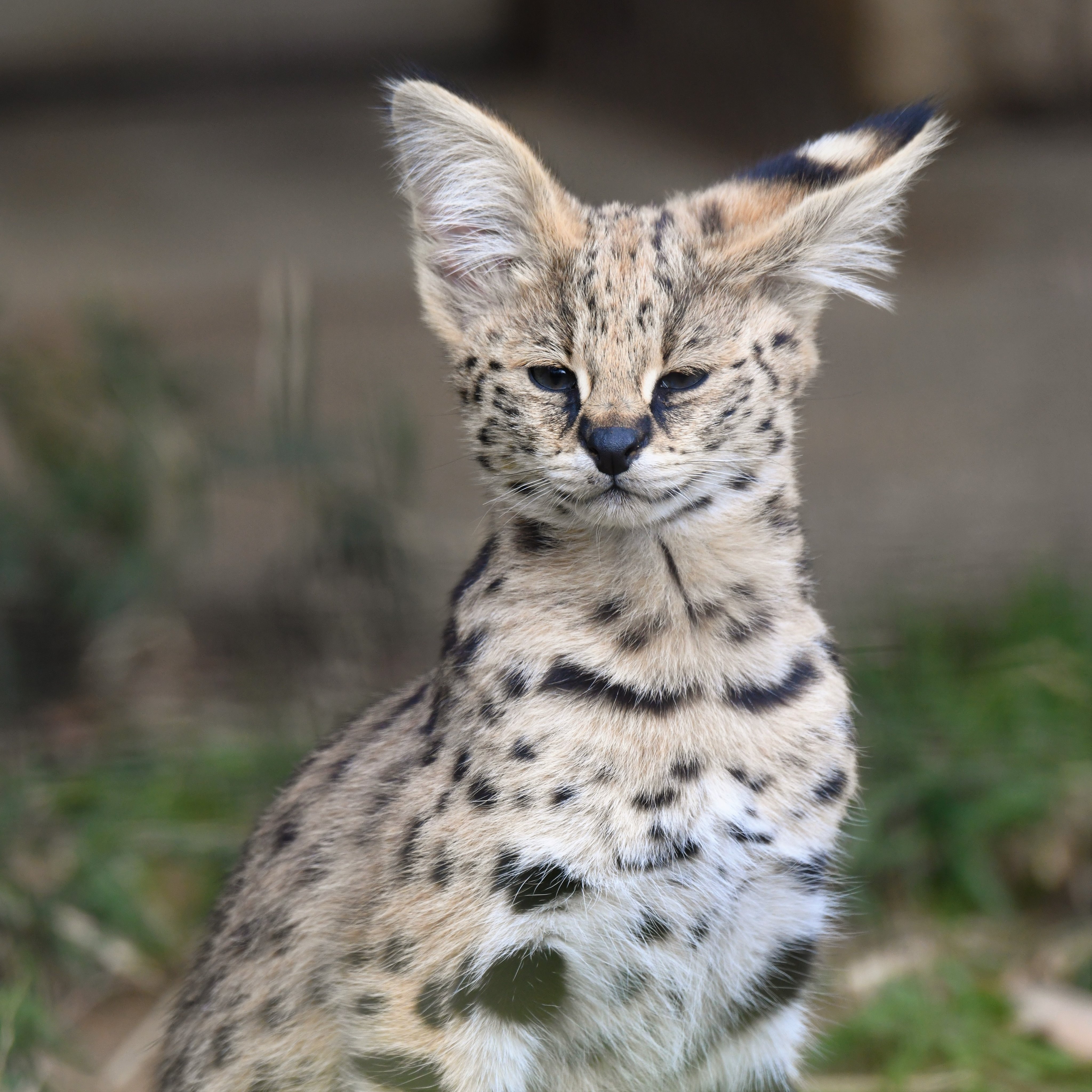 空白寺 サーバルの耳は大きい 多摩動物公園 T Co 9ynqdubl5x Twitter