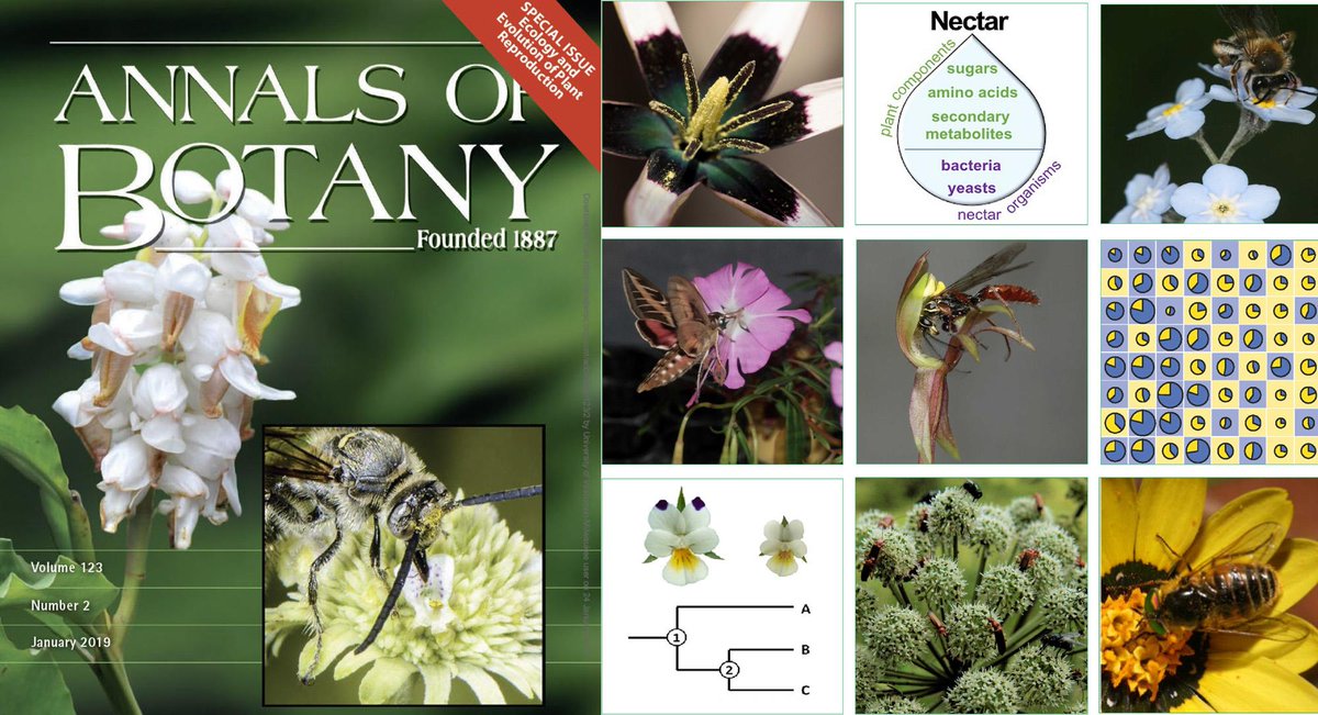 PollinatorCons's tweet photo. ECOLOGY AND EVOLUTION OF PLANT REPRODUCTION.
New Annals of Botany special issue edited by Jeff Karron and James Thomson. #floral #trait #evolution #pollination #annbot #botanyone
For a limited time, all 16 papers can be downloaded for free ! https://t.co/CzbAW1546n https://t.co/vTyT0kM4Mu