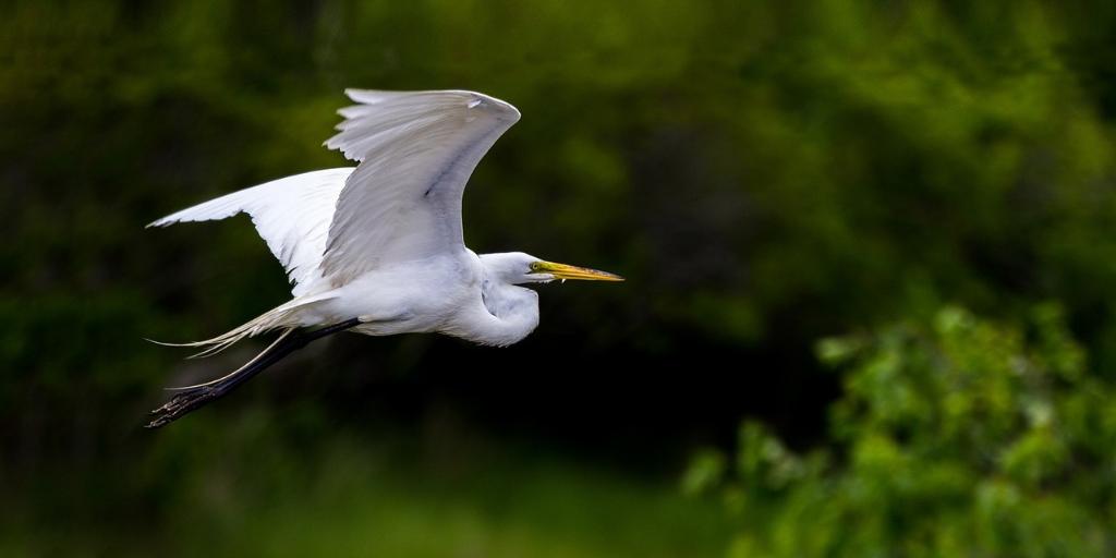 wildlifeaction's tweet photo. Healthy floodplains, including natural coastlines, wetlands &amp; forests are important wildlife habitat AND a key line of defense against storms &amp; flooding. @Collin_OMara's testimony spells it out at today's hearing. #naturalinfrastructure  10amET livestream: https://t.co/Zhyuu4qh0v https://t.co/MB9IV4SMea