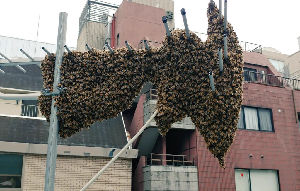 こんなミツバチの群れを見かけたら...殺虫剤を使わないで養蜂場へ連絡を！