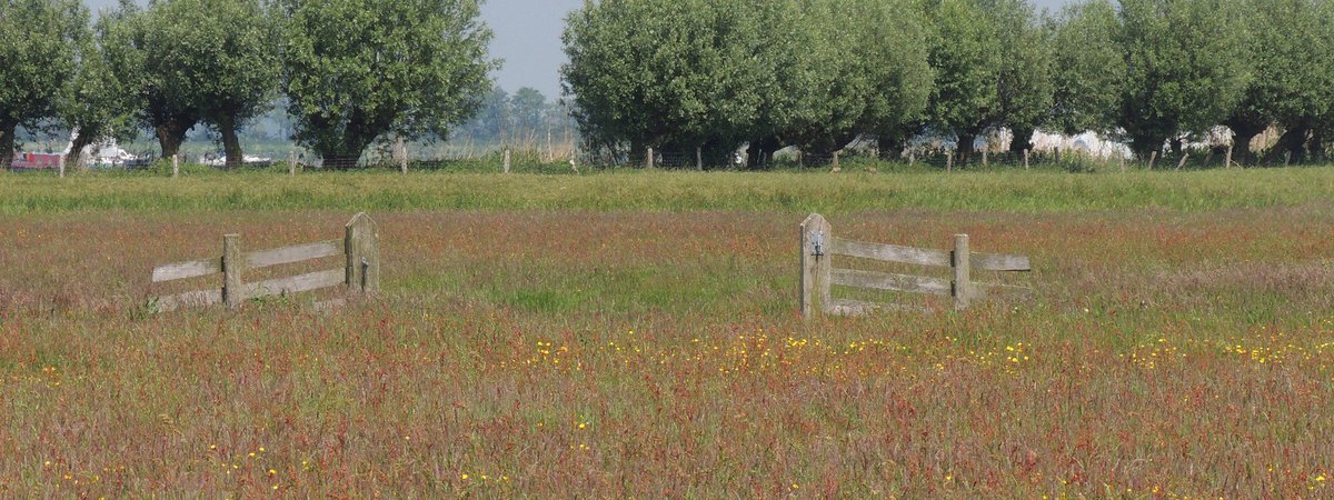 GroenKapitaalNH's tweet photo. Het Noord-Hollands Deltaplan Biodiversiteit - Brede coalitie van 15 organisaties zet schouders onder meer biodiversiteit in @provincieNH. Download hier het #deltaplan #GroenGoud. https://t.co/6Amm6R1Y4O #samenvoorbiodiversiteit. https://t.co/QGW0qCPLYU