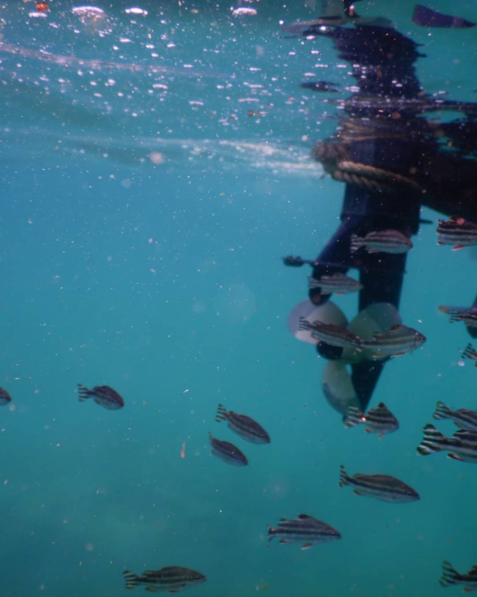 ScubaAliens's tweet photo. Do you know, fish does not add new scales as it grows, but the scales it has an increase in size. In this way, growth rings are formed and the rings reveal the age of a fish #scubaaliens #scubadiving #scubadiver #goa #ocean #underwaterbreathing #fishfacts #weexistunderwate https://t.co/4ht44njP7T