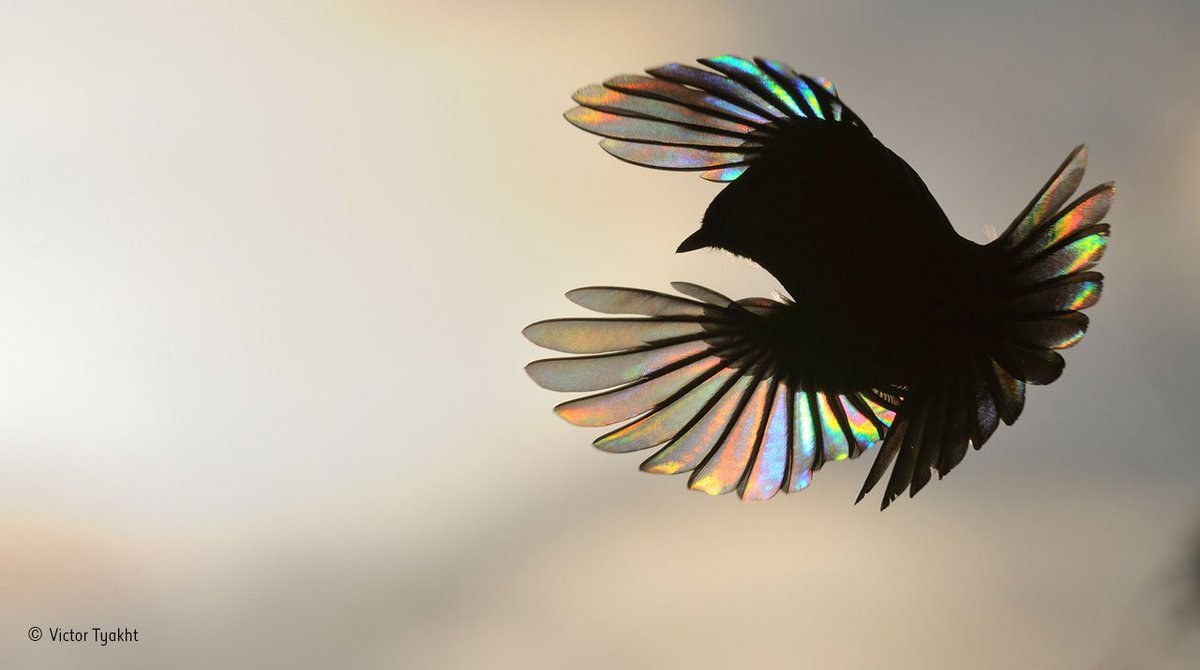 NHM_WPY's tweet image. A beautiful burst of colour to celebrate the #FridayFeeling.  

This bird’s wing acts as a diffraction grating, causing the incoming light rays to spread out, bend and split into spectral colours, producing this shimmering rainbow effect.

By #WPYalumni Victor Tyakht.
