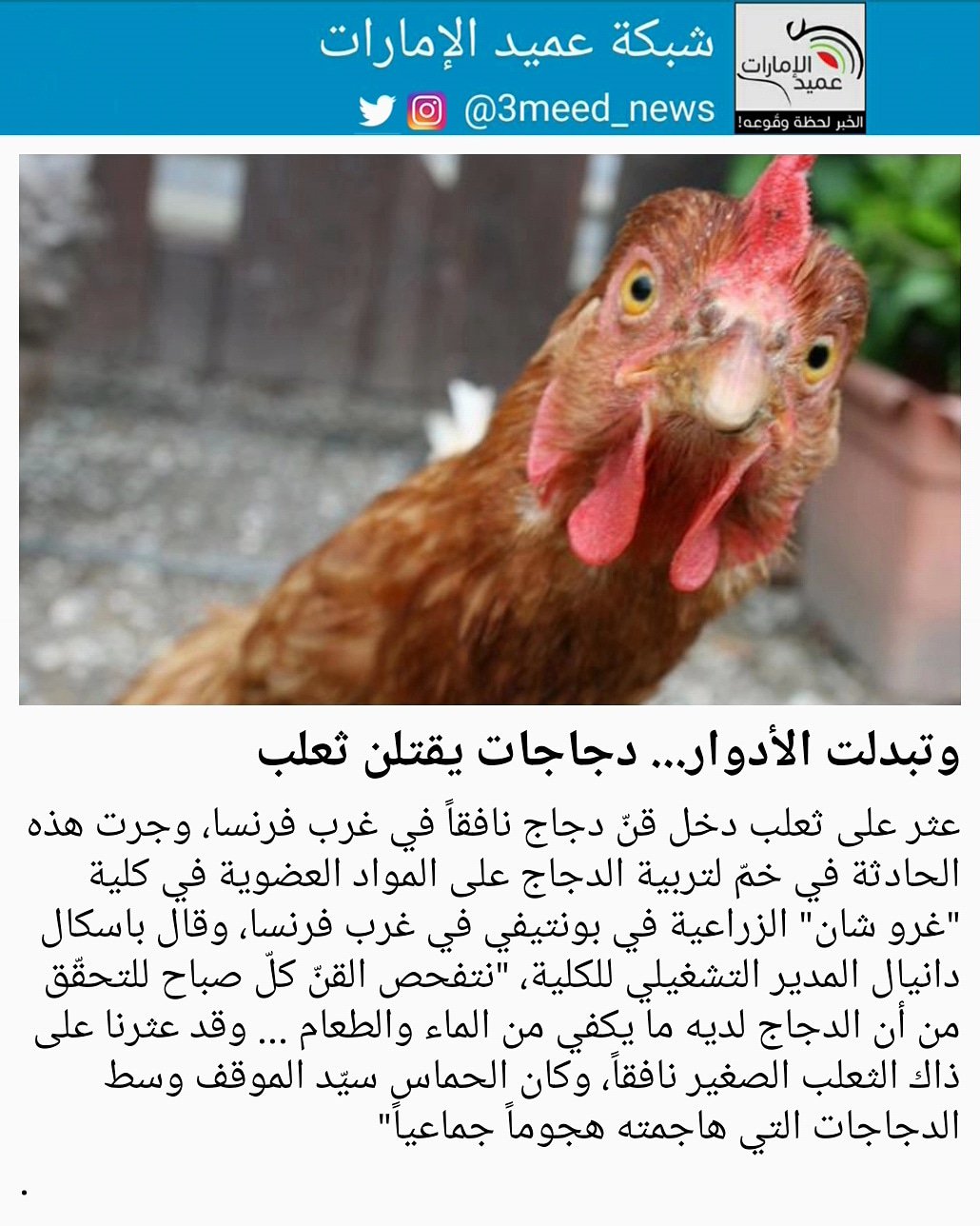شبكة عميد الإمارات En Twitter عثر على ثعلب دخل قن دجاج نافقا في غرب فرنسا وجرت هذه الحادثة في خم لتربية الدجاج على المواد العضوية في كلية غرو شان الزراعية في بونتيفي