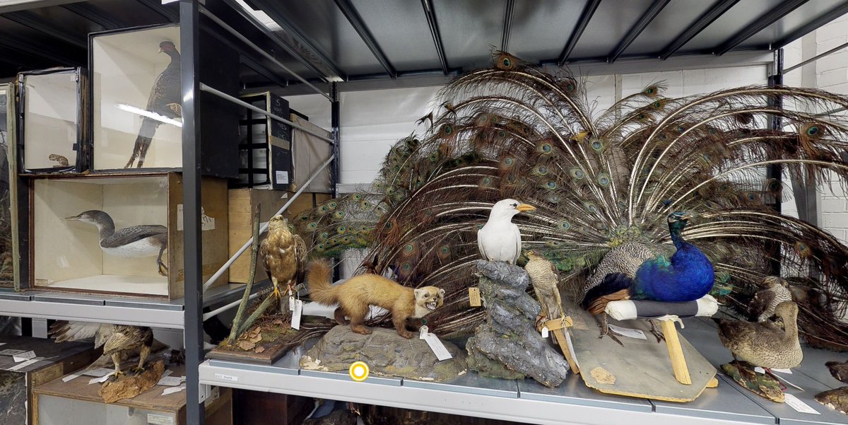 OK this is seriously cool. You can now take a virtual tour of our Ice Age to Iron Age gallery and the Biology and World Cultures stores, full of @NEE_Naturalist fascinating collections.  greatnorthmuseum.org.uk/visit-us/virtu…
