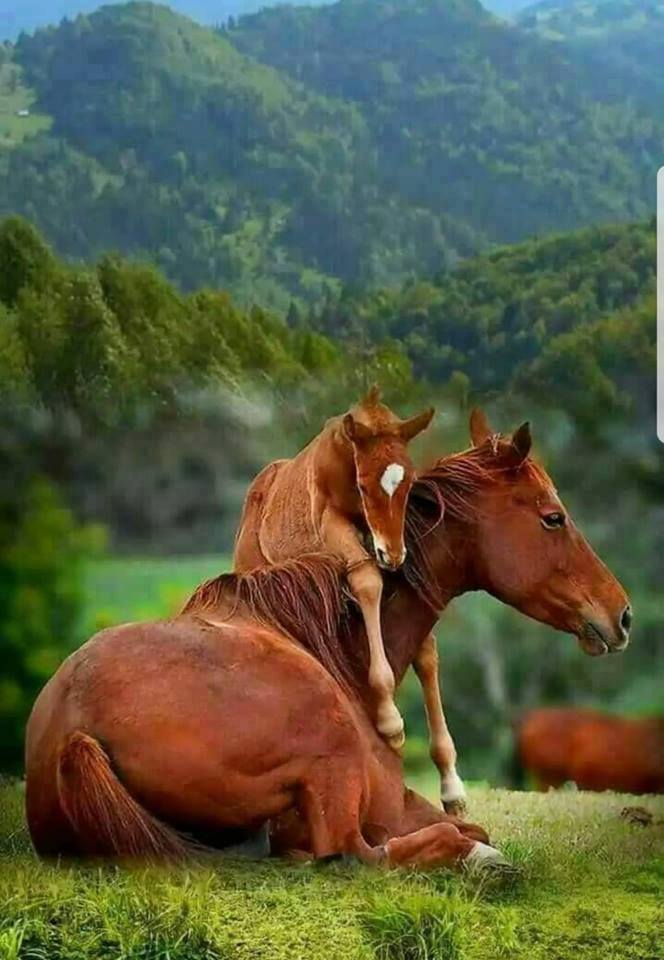 Happy_Minds1's tweet photo. Beauty is everywhere: A special moment caught on camera https://t.co/5AJL5emTTz