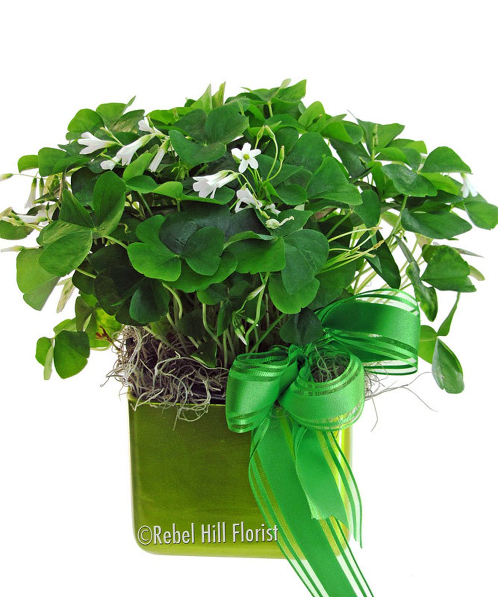 Celebrate St. Patrick's Day with this lovely shamrock plant! ow.ly/2LZN30o1QKV! ☘️