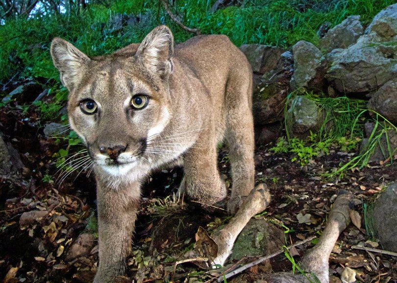 BREAKING: Last night Ventura County adopted a first-of-its-kind ordinance to protect local wildlife such as mountain lions, California red-legged frogs, and southern steelhead. Read more here: bit.ly/2JbJb4W

#RoomtoRoam
#WildCalifornia

@CenterForBioDiv