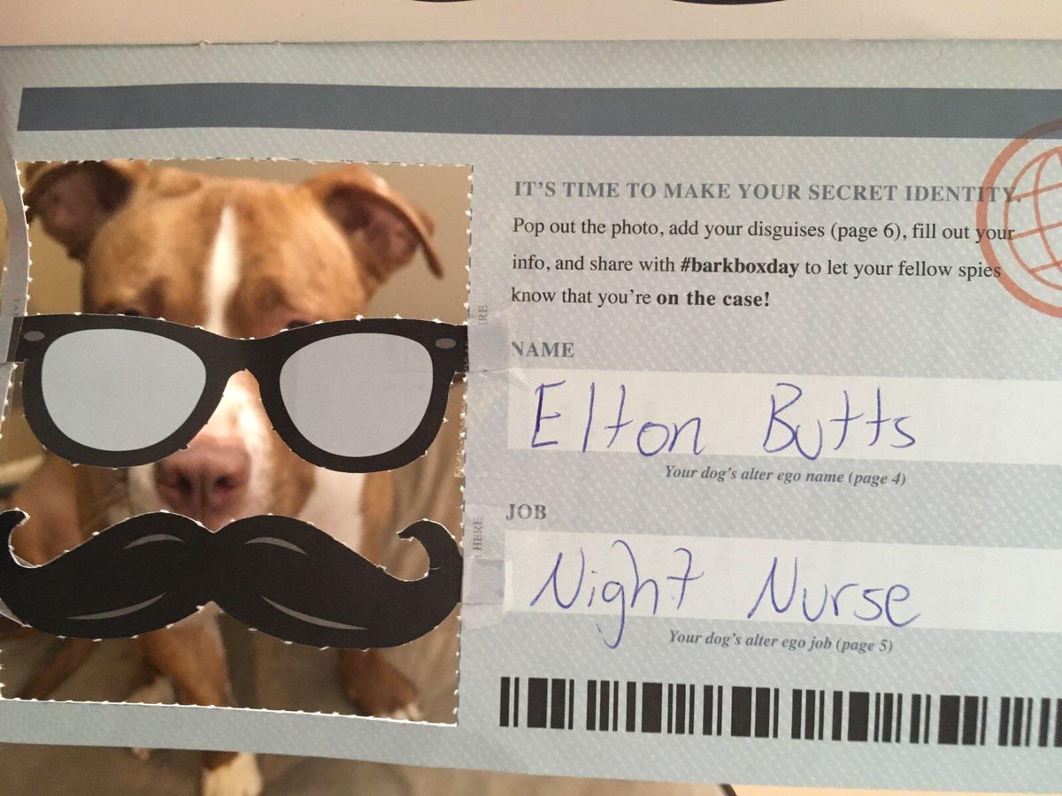 Princy_TheKing's tweet photo. @barkbox Agent Elton Butts reporting for duty! #barkboxday https://t.co/vG4jzxzvjO