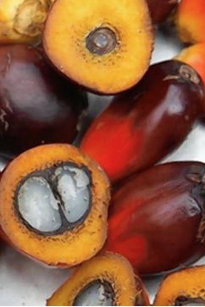 KaluVeda's tweet photo. Palm oil at 3-month low on rising output, lower Indian offtake

https://t.co/Lj4PbKmXry

#oilprice #Oil #Malaysia #commodoties #edibleoils #india #TradingView #export #exports https://t.co/sJTS92xyCD