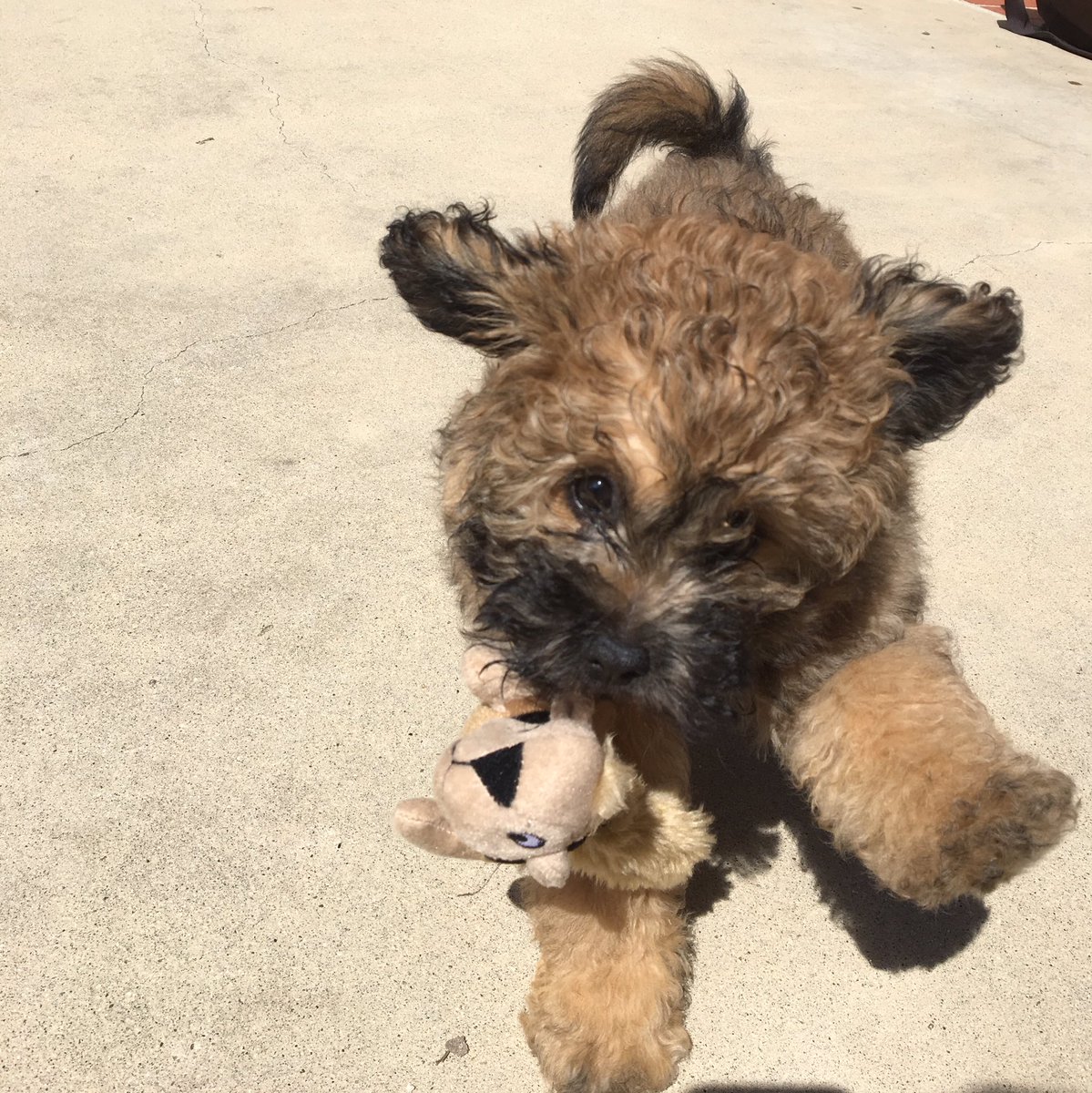 katymcc's tweet photo. Guys! Ned’s here! #fluffattack https://t.co/BOU2QqreXd