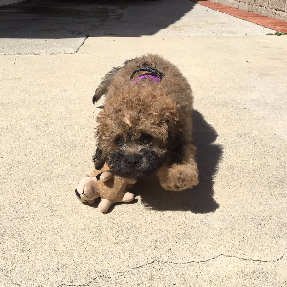 katymcc's tweet photo. Guys! Ned’s here! #fluffattack https://t.co/BOU2QqreXd