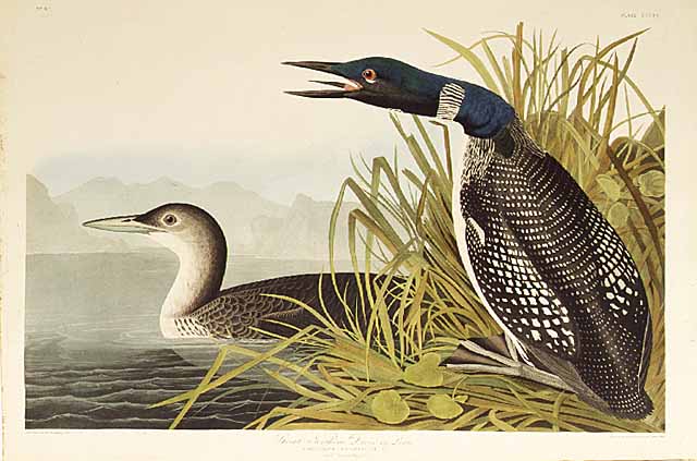 mnhs's tweet photo. #OTD 1961: Gov. Elmer Andersen signs legislation to make the common loon MN's official state bird. These loon prints were created by naturalists John Audubon in 1836 and Dr. Walter J. Breckenridge ca. 1939. https://t.co/c2NJrYD8De