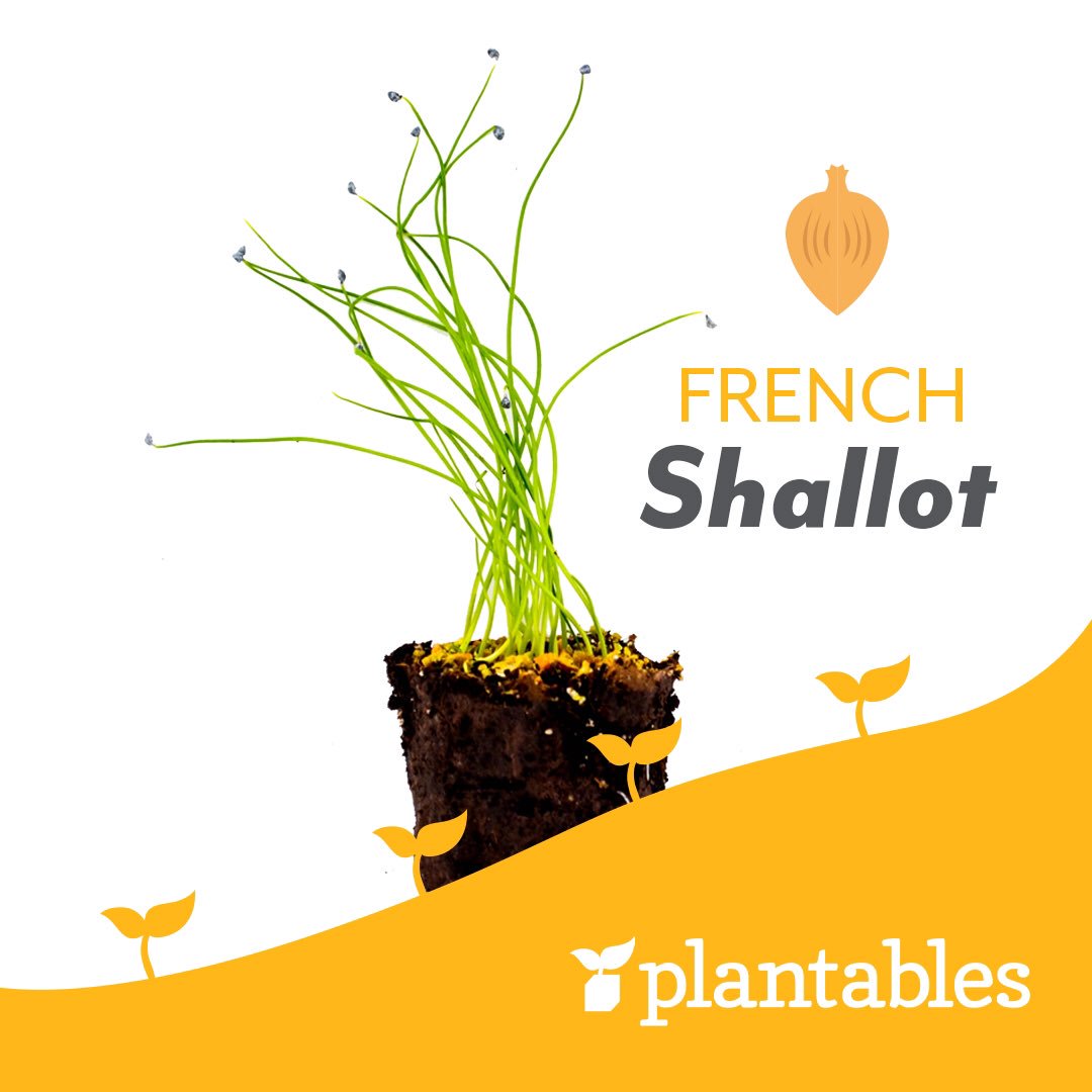 What is your favourite French Shallot recipe?
