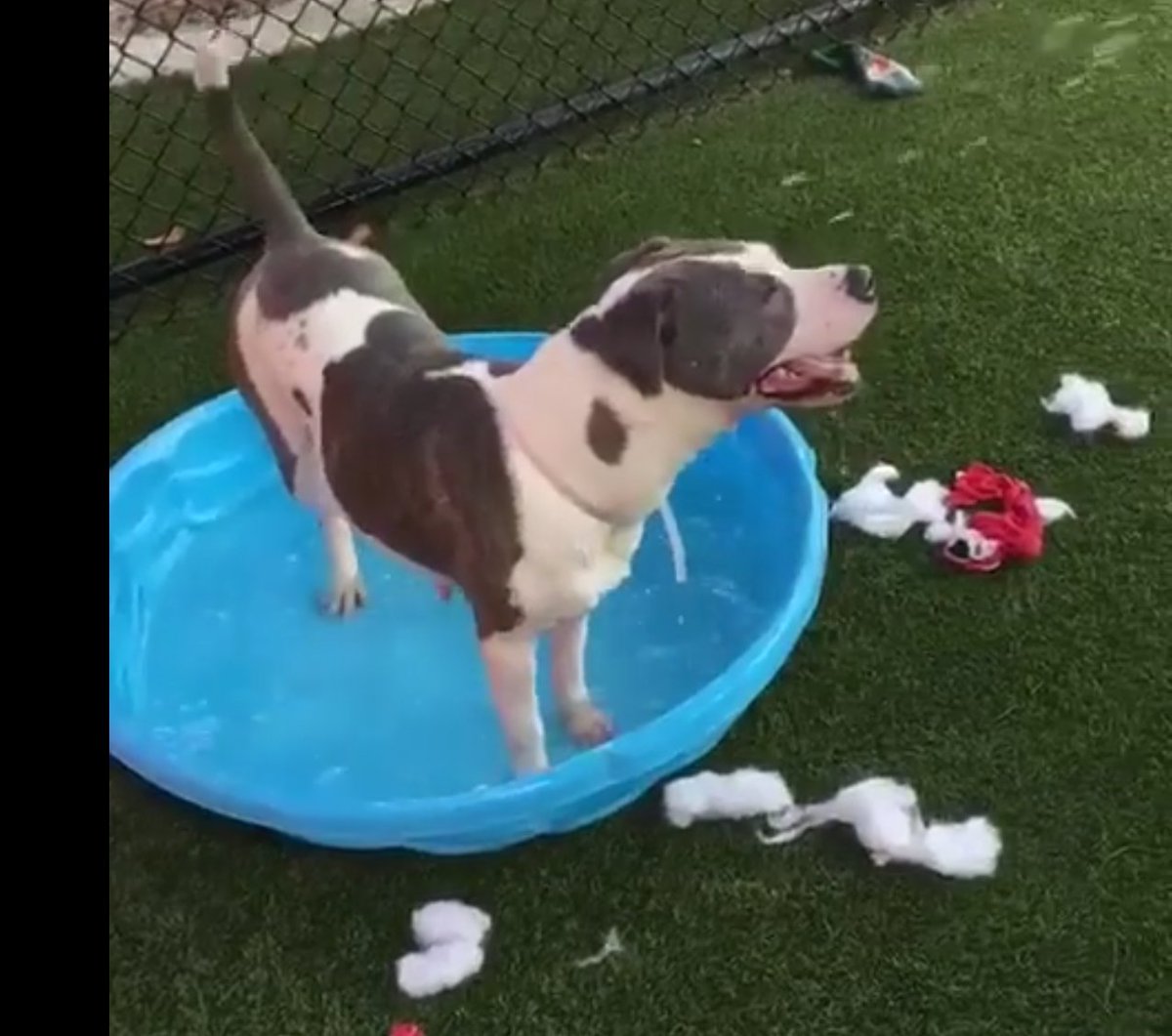 ginachron's tweet photo. 🆘#RITA #A2001520 #MIAMI appx 4yrs Am Bulldog. DIES ANY TIME🆘 Needs special someone🙏 Volunteer says "she is so sweet, never barked, just wanted love & to be petted. She gave me her paw several times. Begging..."😢
#ADOPT #RESCUE #FOSTER #PLEDGE🆘
https://t.co/MkWdGC78HJ https://t.co/2qf01ElZ1I