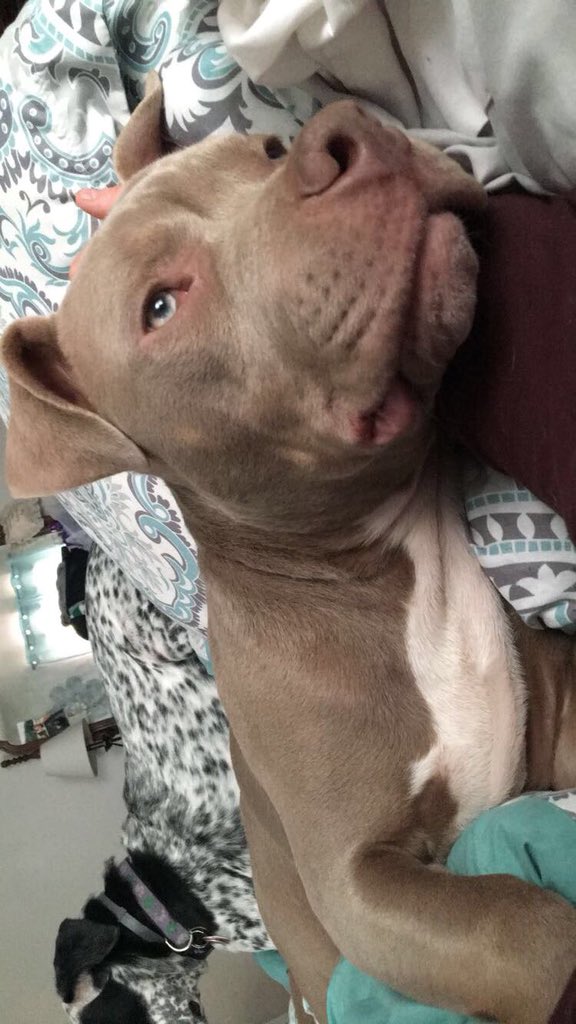 fuckflan's tweet photo. In conclusion, this world is fucked up. I’ve met Chihuahuas and toddlers more aggressive than this damn dog. Fuck you if you hate pit bulls. https://t.co/ksywxwdJ2K