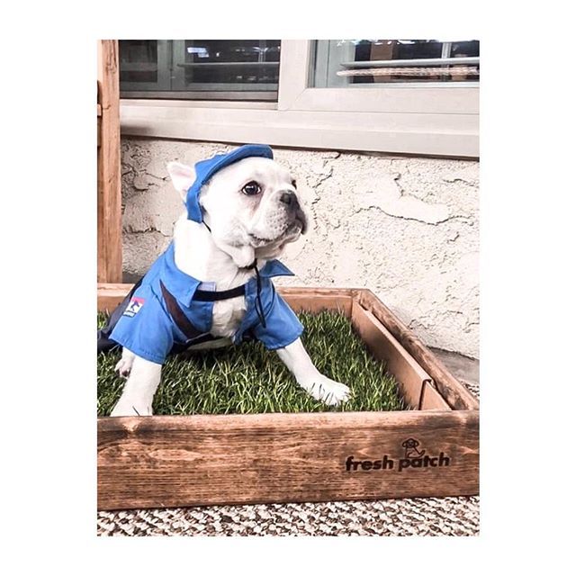 FreshPatch's tweet image. Special delivery from a very good boy #freshpatchPUP #LivingHisBestLife 🌱 @thefrenchiepotato ift.tt/2Uv6U1q