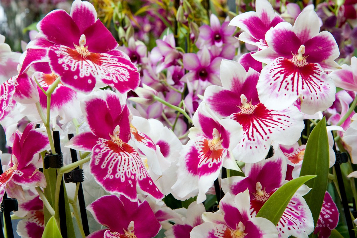 RHSWisley's tweet image. Looking for a unique Mother’s Day gift? Why not book a place on our Success with Orchids course on 31 March. Attendees will learn all about #orchids with our expert tutor, including how to get them flowering time after time. Book here: rhs.org.uk/gardens/wisley…