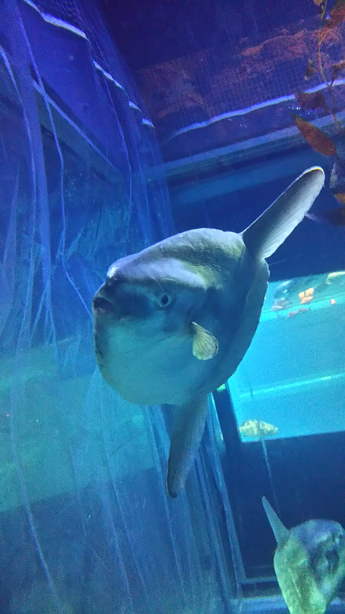 ミクリ マンボウの正面怖いで話題になってますがここでマンボウ好きがのマンボウの愛しい写真を撮るコツを教えましょう まず真横 ベターで可愛いですね 斜め45度がとても美しく魚らしい姿を見せてくれます 迫力が欲しいならお腹側から撮りま