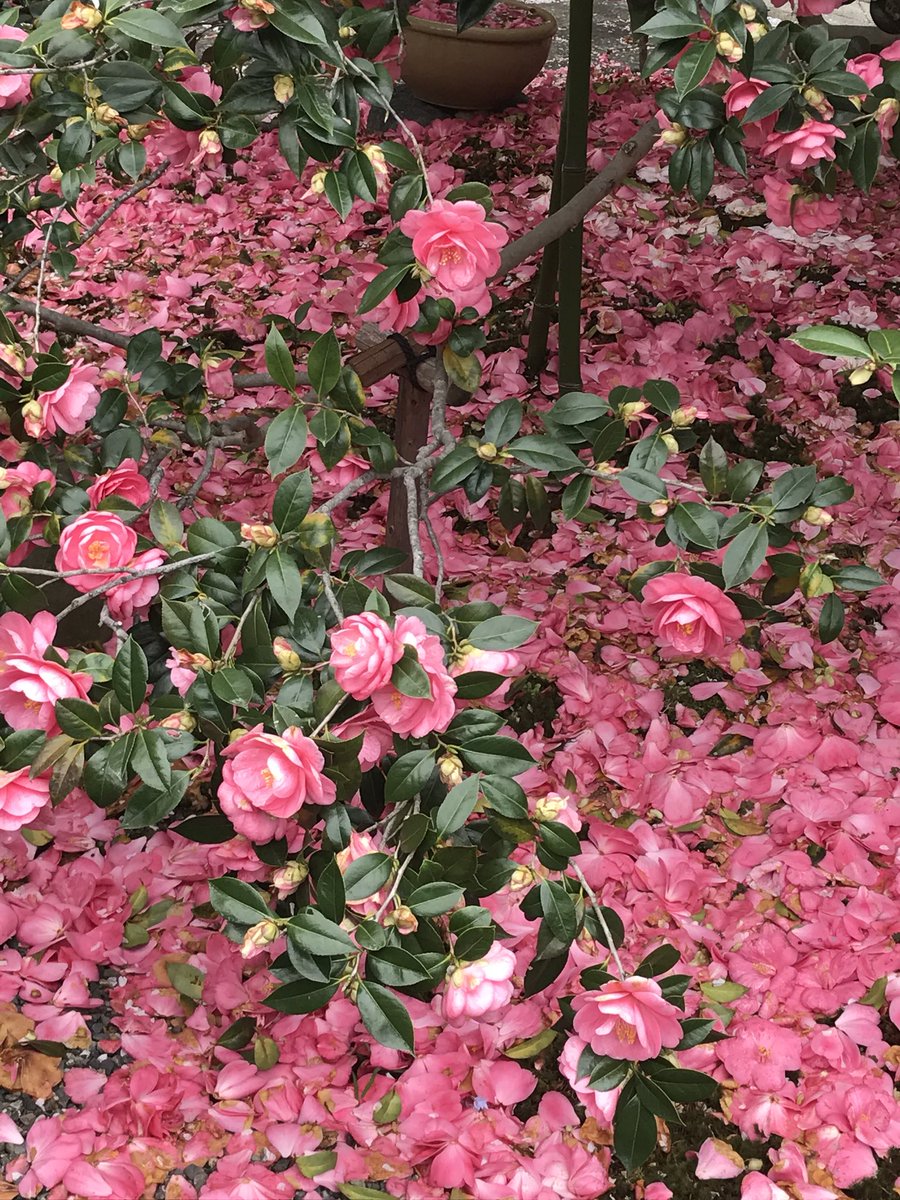 散椿 散椿