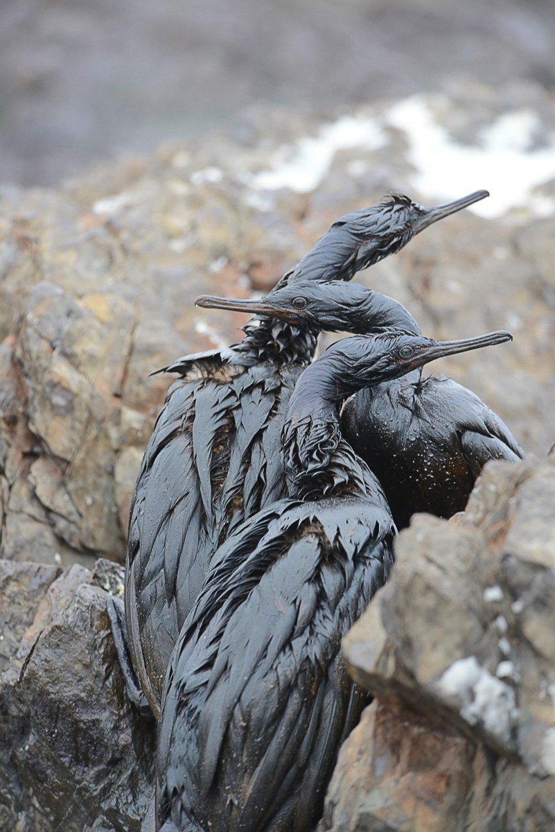 Anthropocene tweet media