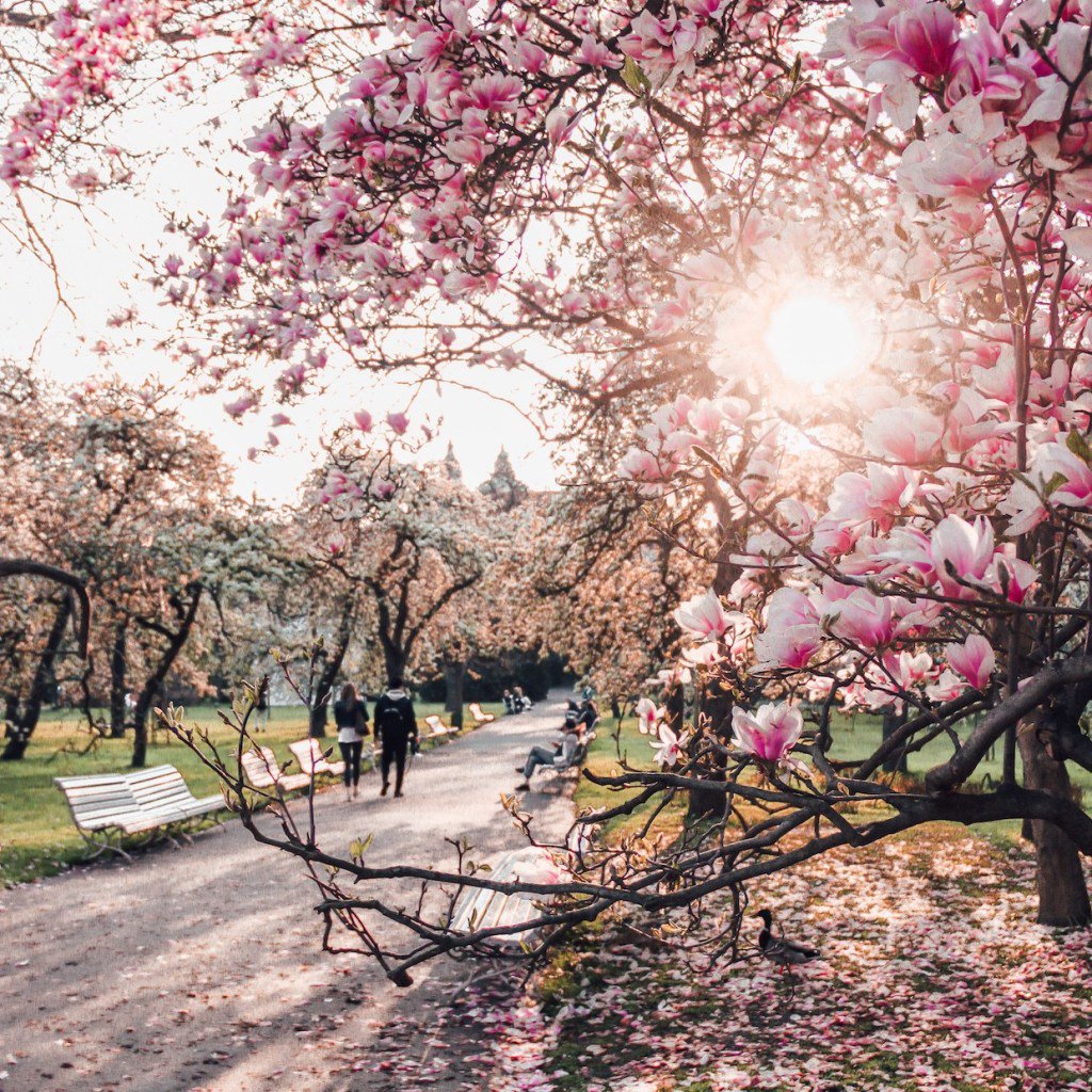 italiane_jamie's tweet photo. The chill is starting to leave the air. It is time to start planning your visit to see cherry blossoms around the world. Where is the best spot and when should you go to see cherry blossoms? https://t.co/LVCWx3yM5j #cherryblossom #flowerchasing #travel @travellingfr https://t.co/mvsTGvhAYj
