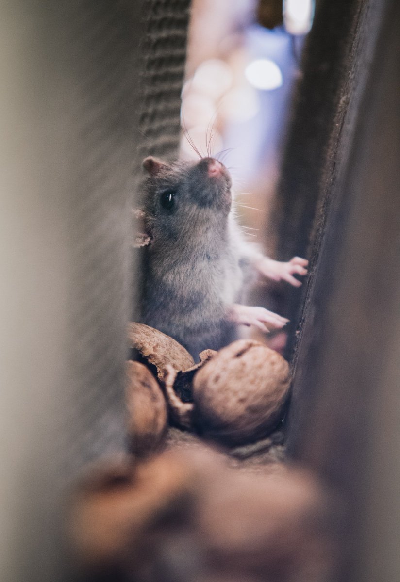 GET DOWN TO BUSINESS

The Mouser is perfect for businesses. Maintain sanitary standards in restaurants, commercial kitchens, and other businesses without the hassle of traditional traps. 

bddy.me/2XW8JGL

#getdome #mouse #trap #homeautomation #wifi